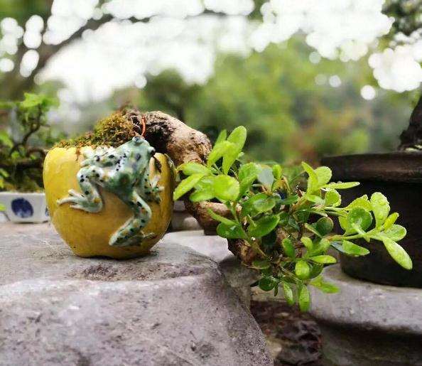 图解 盆景怎么修剪的基本方法