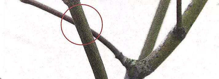 图解 盆景怎么修剪的基本方法