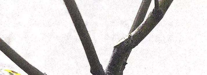 图解 盆景怎么修剪的基本方法