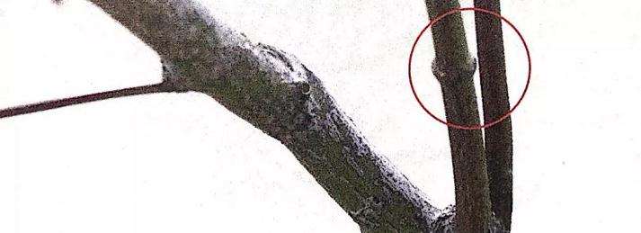 图解 盆景怎么修剪的基本方法