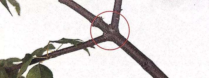 图解 盆景怎么修剪的基本方法