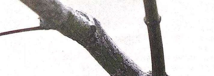 图解 盆景怎么修剪的基本方法