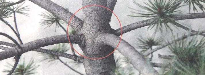 图解 盆景怎么修剪的基本方法