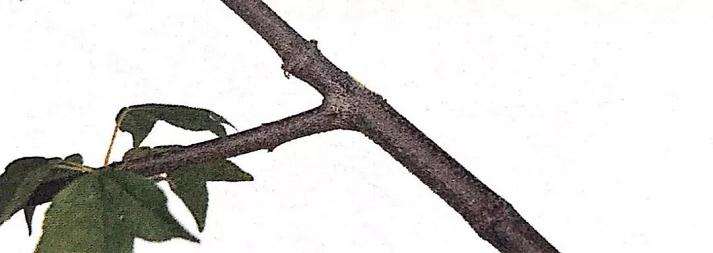 图解 盆景怎么修剪的基本方法