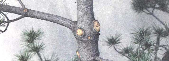 图解 盆景怎么修剪的基本方法