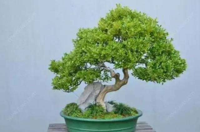盆景小叶赤楠肥水管理做好这几点