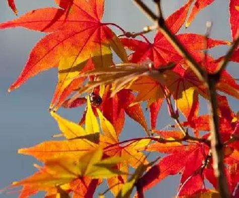 红枫盆景叶子不红怎么办