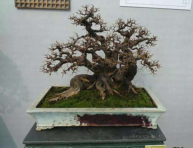 树桩盆景修剪后