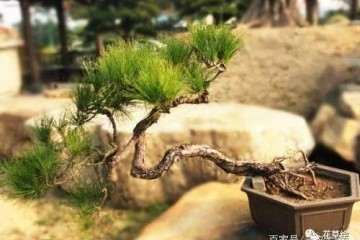 山松盆景应该如何修剪控针的方法