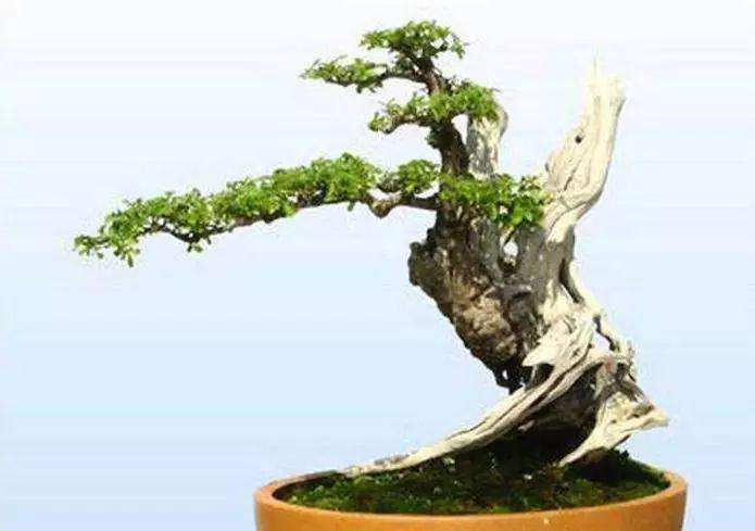 对节白蜡盆景夏季怎么浇水养护最好