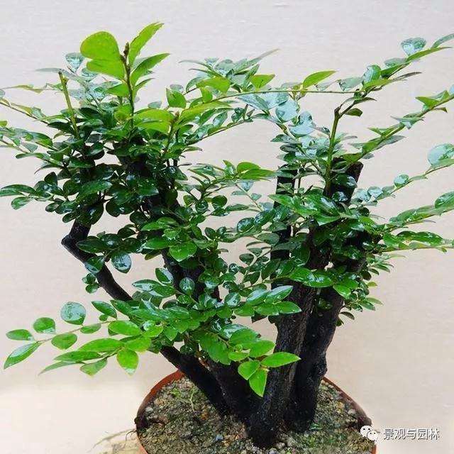 紫檀盆景怎么栽种养护的方法