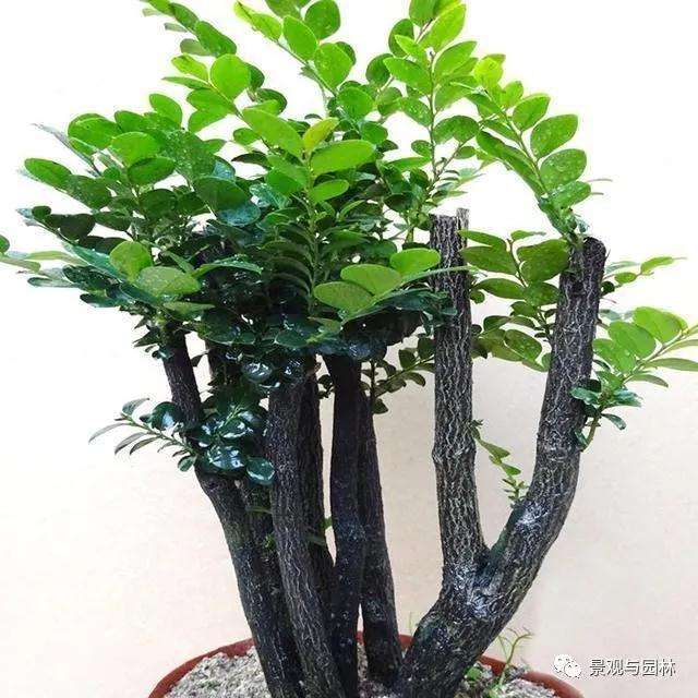 紫檀盆景怎么栽种养护的方法