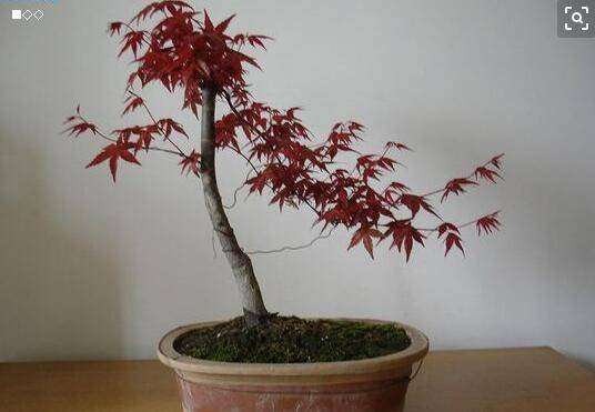 红枫盆景怎么养护好