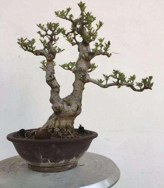 盆景的浇水施肥有什么禁忌