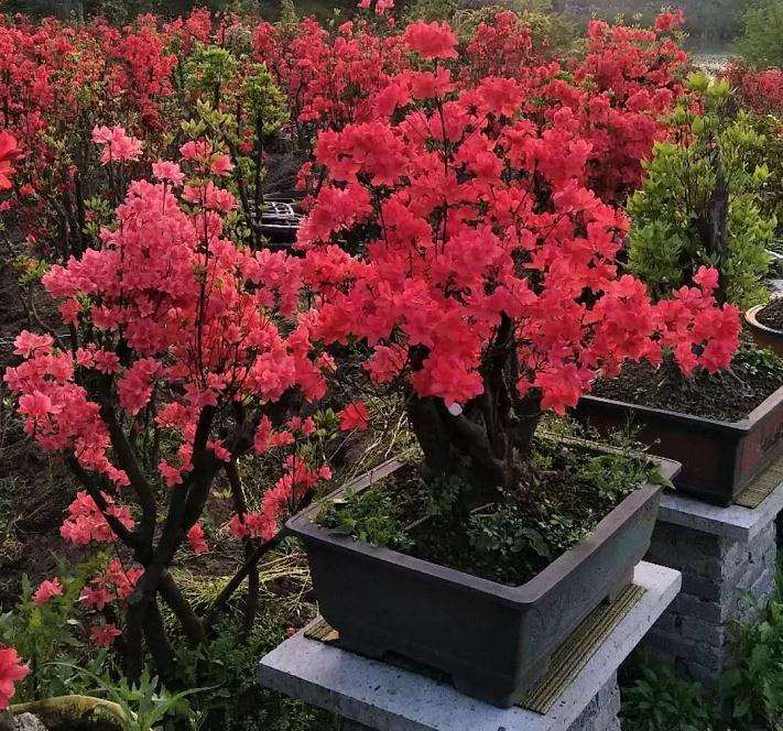 杜鹃花盆景的蚜虫和红蜘蛛怎么防治