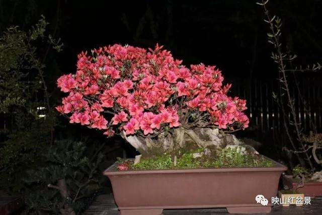 映山红盆景怎么栽培的方法