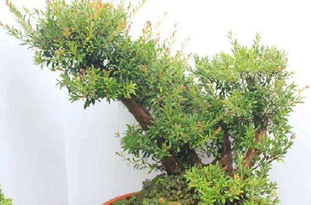 小叶紫檀盆景怎么浇水施肥的方法