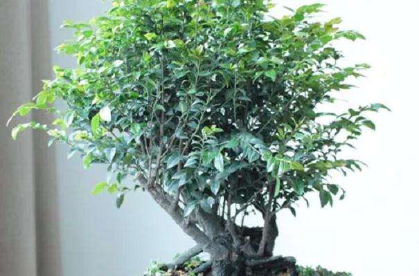 小叶紫檀盆景怎么浇水施肥的方法