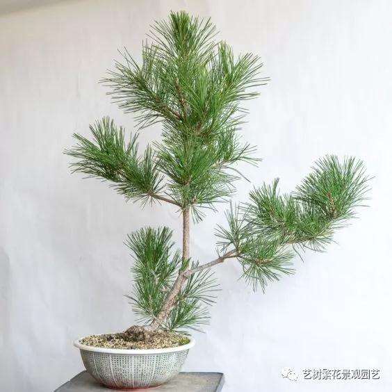 黑松盆景牺牲枝怎么修剪的技巧