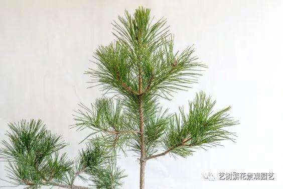 黑松盆景牺牲枝怎么修剪的技巧