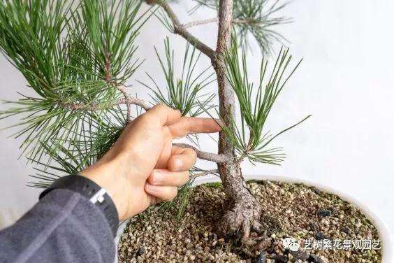 黑松盆景牺牲枝怎么修剪的技巧
