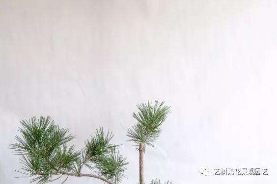 黑松盆景牺牲枝怎么修剪的技巧