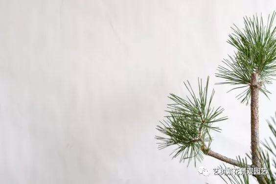 黑松盆景牺牲枝怎么修剪的技巧