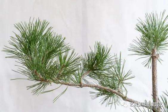 黑松盆景牺牲枝怎么修剪的技巧