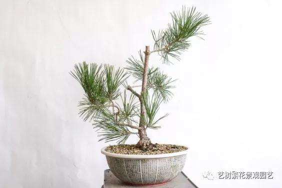 黑松盆景牺牲枝怎么修剪的技巧