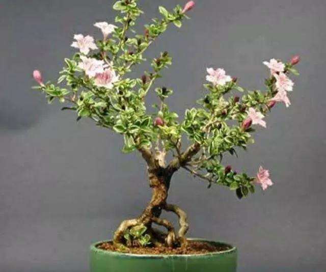 六月雪盆景怎么蟠扎修剪的方法