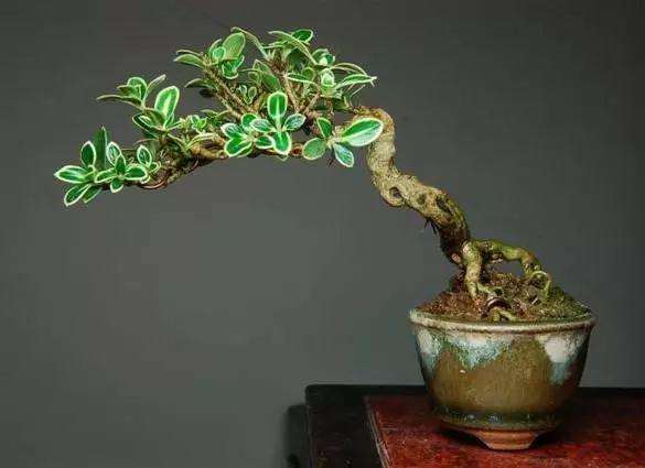 六月雪盆景怎么光照施肥的方法