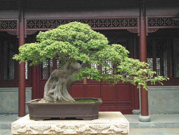 榔榆盆景怎么施肥上盆的3个方法