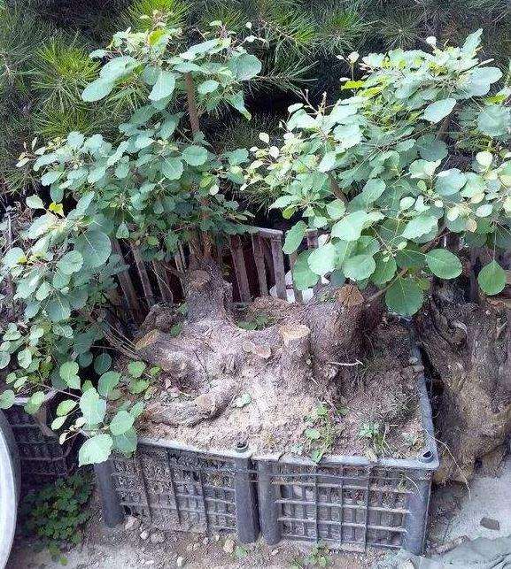 黄栌盆景怎么浇水施肥的方法