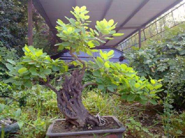 种植黄栌盆景怎么用盆的方法