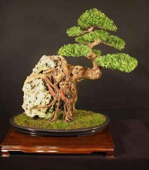 盆景创作过程中的三个层是什么