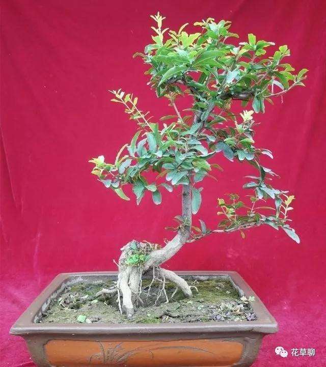 盆景创作过程中的三个层是什么