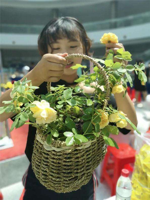 引自欧洲的盆景月季花走进市府阳光大厅