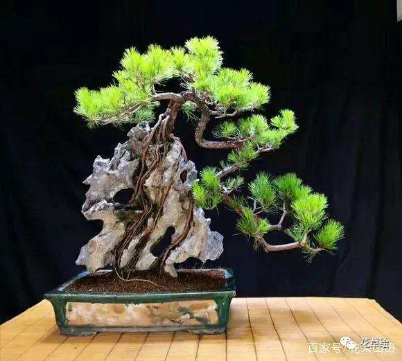 附石山松盆景怎么制作的方法