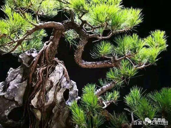 附石山松盆景怎么制作的方法