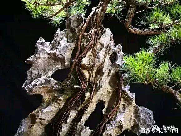 附石山松盆景怎么制作的方法