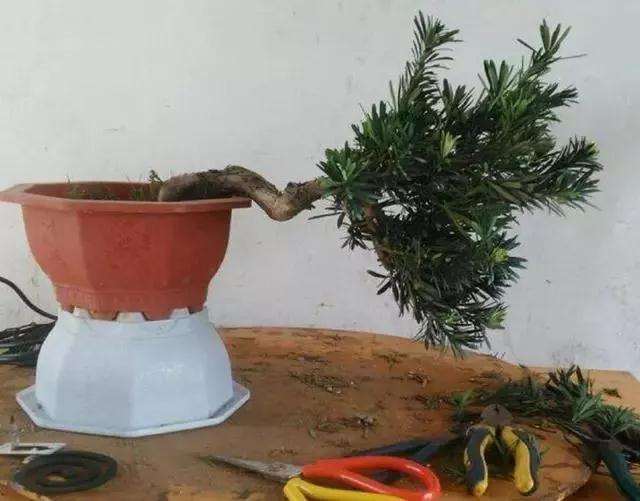 盆景树桩怎么横着栽种的方法