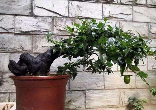 盆景树桩怎么横着栽种的方法