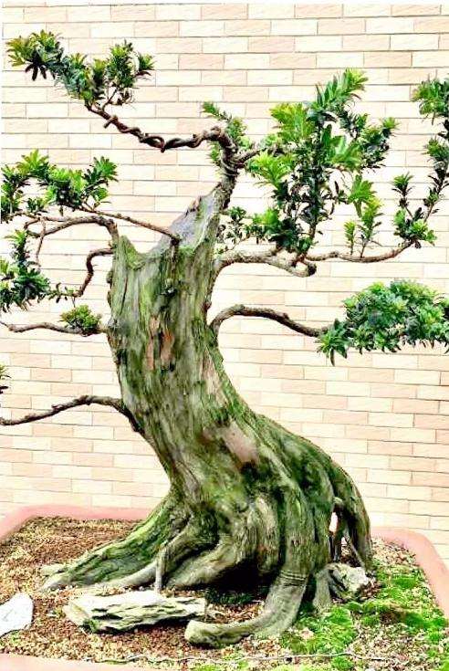 盆景新手怎么学习欣赏和评判盆景的优劣