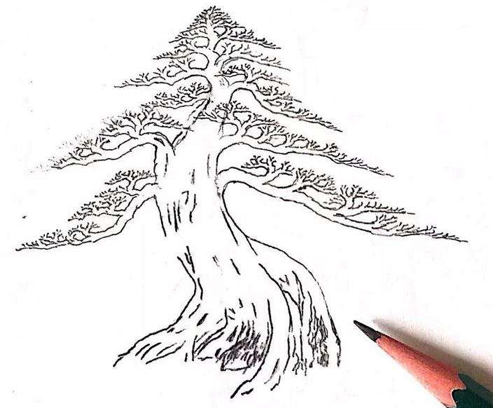 盆景新手怎么学习欣赏和评判盆景的优劣