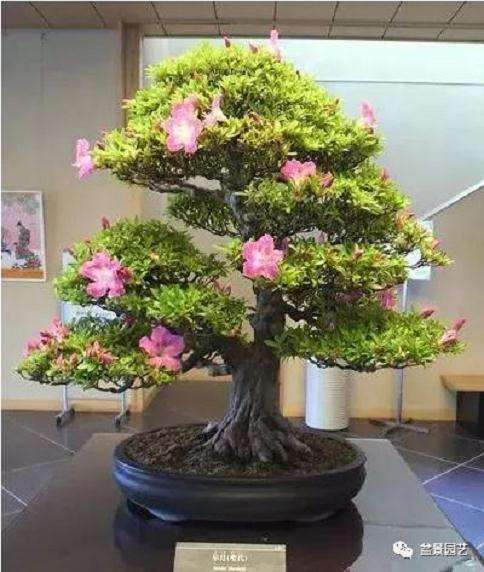 盆景的枝干和树干怎么处理的方法