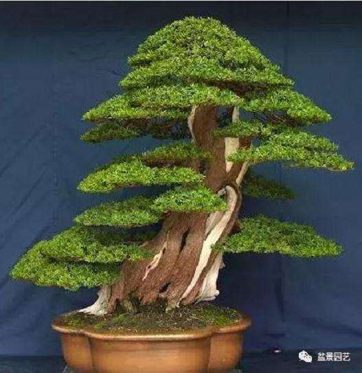 盆景的枝干和树干怎么处理的方法