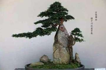 目前 大型盆景的市场价格越来越高