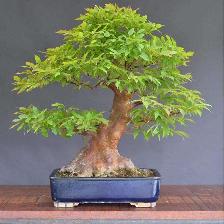 盆景浇水和喷水的基础方法 图片