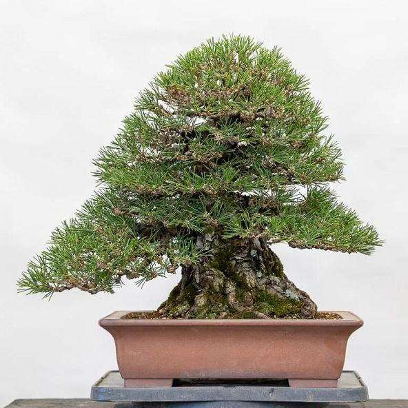 盆景浇水和喷水的基础方法 图片