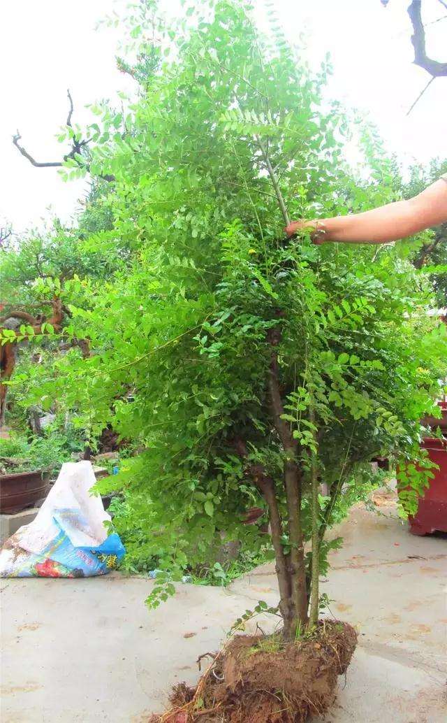 一本多干式女贞盆景的制作方法